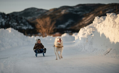 Husky rides his little master boy and he is happy