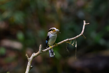Silver-breasted Broadbill on branch