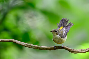 Yellow-rumped Flycatcher Female