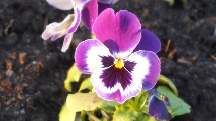 purple crocus flower