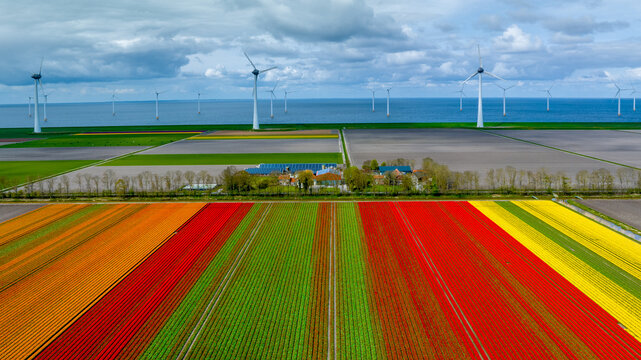 A blooming tulip field in the Flevopolder in the Netherlands with windmills