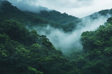 Obraz premium Aerial view of a foggy forest with mountains in the background