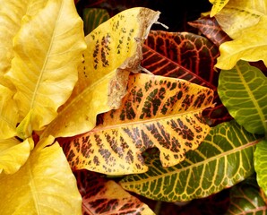 Crotons yellow, green, and brown colorful botanical plant leaves isolated on horizontal full frame background. © Amanda Alamsyah
