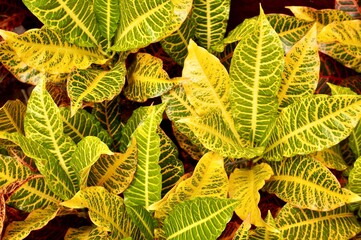 Crotons textured colorful yellow and green botanical plant leaves isolated on horizontal full frame background. © Amanda Alamsyah