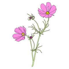 Pink cosmos flowers blooming, digital painting, isolated on a transparent background