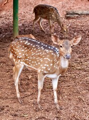 Cute rusa tutul, chital, or spotted deer zoo animal isolated on vertical brown soil ground environment background.