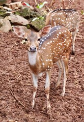 Cute rusa tutul, chital, or spotted deer zoo animal standing on brown soil surface isolated on vertical outdoor environment background.