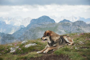 A dog lies on a grassy slope, overlooking a panoramic mountain view with rugged peaks in the distance. The calm alpine environment evokes tranquility.