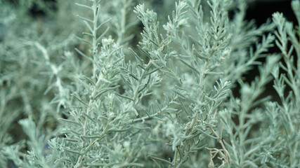 Artemisia maritima grass in the garden