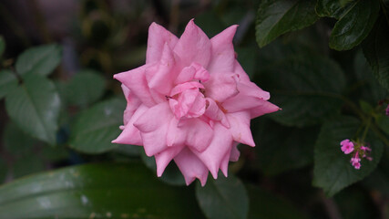 Macro photo of pink roses in a garden