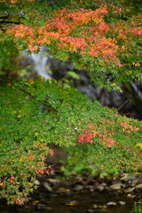 南砺市・大門川河川公園の紅葉
