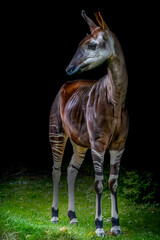 an okapi forest girrafe standing in the forest