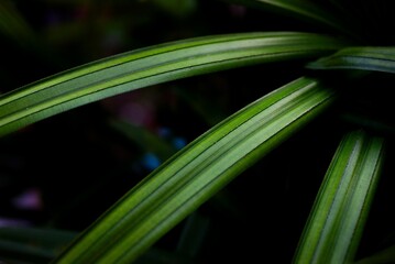 Fototapeta premium Close-up of long, narrow leaves of a green plant against dark blur background