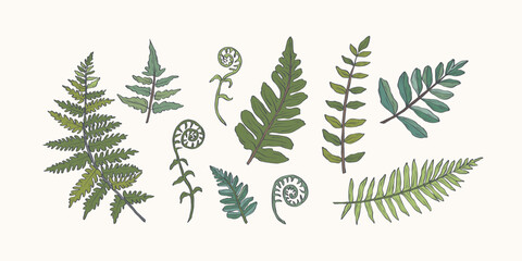Hand drawn fern branches set © Maria