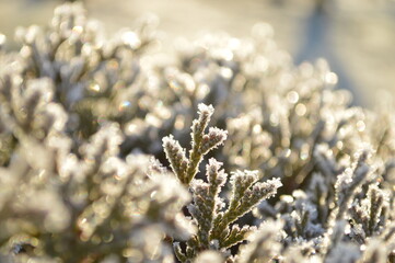 bush covered with glowing snow.