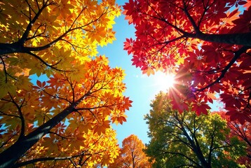 Autumn Canopy Skyview - Vibrant Fall Foliage