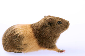 Cochon d'Inde &agrave; poil lisse- Cobaye