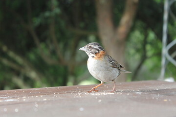 hermoso pajaro gorrion uruguayo, comiendo pan sobre una mesa de Campo y &aacute;rboles. Hermoso paisaje de pasto, &aacute;rboles naturaleza y animales nativos. Tranquilo lugar en las sierras. villa serrana u