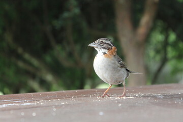 hermoso pajaro gorrion uruguayo, comiendo pan sobre una mesa de Campo y árboles. Hermoso paisaje de pasto, árboles naturaleza y animales nativos. Tranquilo lugar en las sierras. villa serrana u