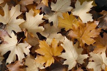 Colorful Autumn Leaves Spread Across a Ground Surface Showing Beautiful Shades of Yellow, Brown, and Light Tan in a Natural Environment