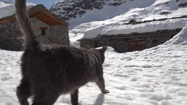 Chat sauvage village montagne 