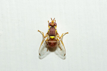 Selective focus on a Peach Fruit Fly, Bactrocera Zonata