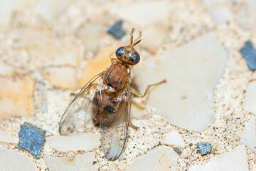 Selective focus on an Olive fruit fly, Bactrocera Oleae