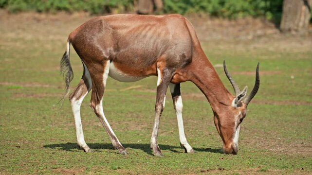bontebok antelope (Damaliscus pygargus) grazing