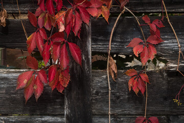 Delle foglie di vite americana dal tipico colore rosso della stagione autunnale, si arrampicano...