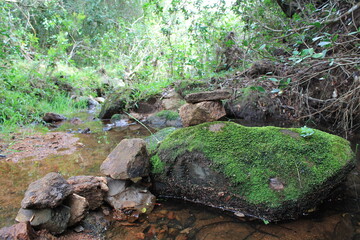 Bosque uruguayo en las sierras, naturalez y tranquilidad, bosque natural con arboles  y rio en un...
