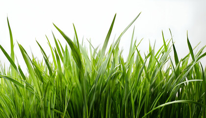 Fototapeta premium Grass on white background
