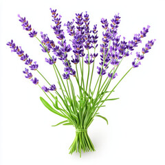 Lavender bouquet with vibrant purple flowers and green stems, perfect for decoration or gifting. calming essence of lavender adds serene touch to any space