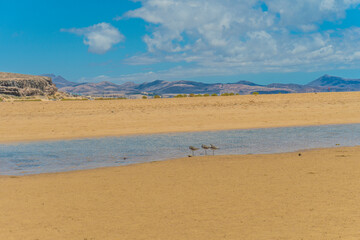 A breathtaking view of Playa de Sotavento de Jandía, Fuerteventura, Canary Islands, Spain. The photo captures the vast expanse of turquoise water, golden sand dunes, and the volcanic landscape