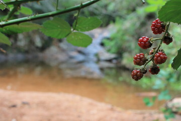 Bosque con moras uruguayas en las sierras, naturaleza y tranquilidad, bosque natural con arboles  y...