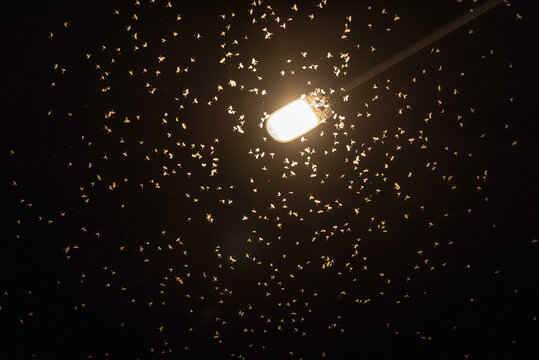 Mayfly at night. Streep Light. Vilnius Lithuania