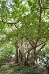 Fototapeta premium Tree in Welchman Hall Gully, Barbados