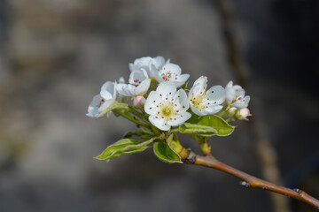 Pear tree Jelka branch with flowers