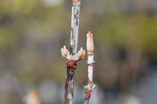 Oakleaf hydrangea Ice Crystal branch with buds