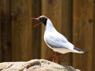 Black-headed Gull (Chroicocephalus ridibundus) on a rock with open beak and seen from profile
