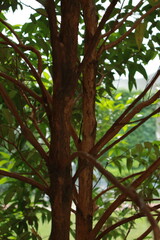 Fototapeta premium A close-up of tree branches and green leaves outdoors.