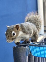 Squirrel on a blue background with a basket in the foreground.