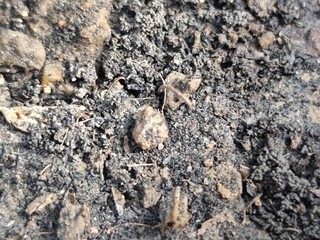 Natural soil, macro photography, selective focus