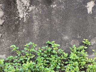 Plant on cement wall texture background for design with copy space for text or image.