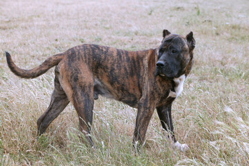 Dogo canario