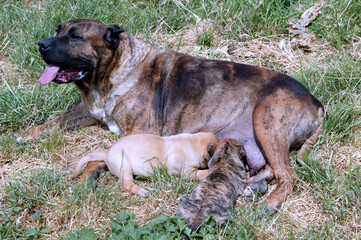 Dogo canario