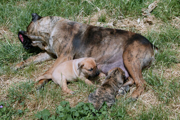 Dogo canario