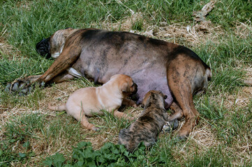 Dogo canario