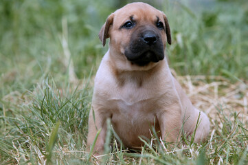 Dogo canario