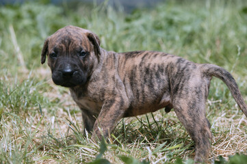 Dogo canario