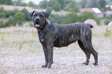 Dogo canario